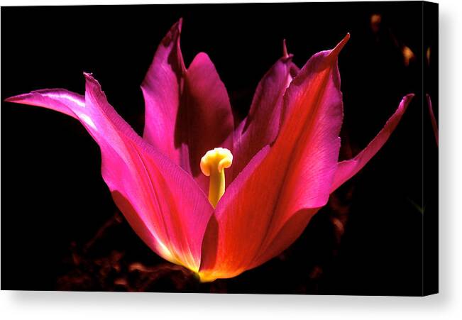 Tulip Canvas Print featuring the photograph The Light of Day by Rona Black