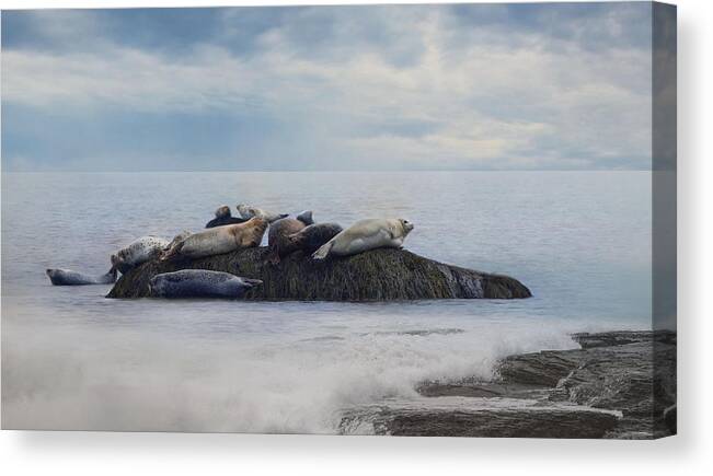 Seal Canvas Print featuring the photograph The Lounge In by Robin-Lee Vieira