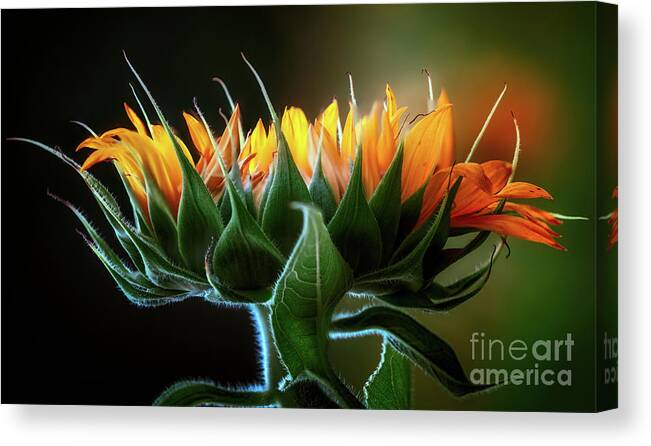 Anderson Sunflower Farm Canvas Print featuring the photograph The Mighty Sunflower by Doug Sturgess