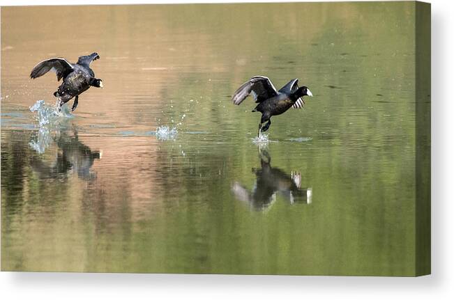 Coots Canvas Print featuring the photograph The Race is On by Tam Ryan