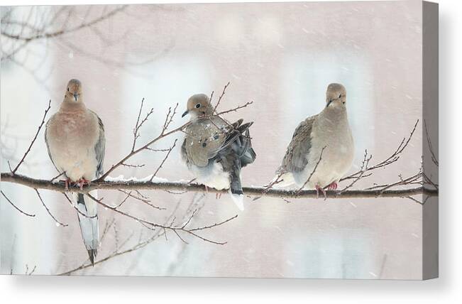 Mourning Dove Canvas Print featuring the photograph The Three Amigos by Jack Nevitt