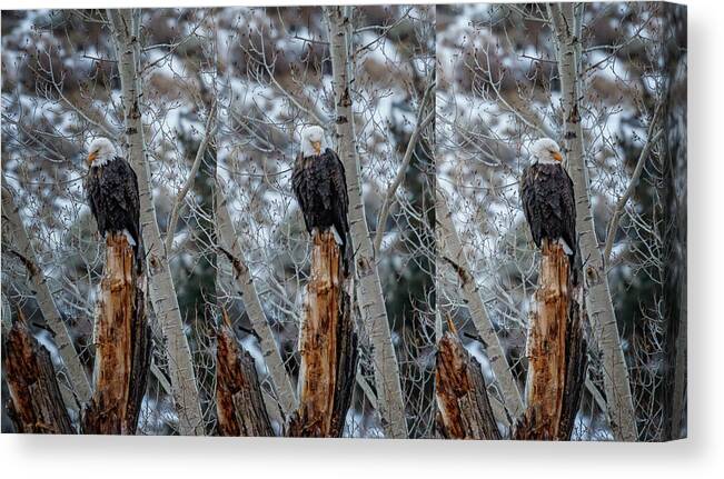 Bald Eagle Canvas Print featuring the photograph The Watcher by Jared Perry