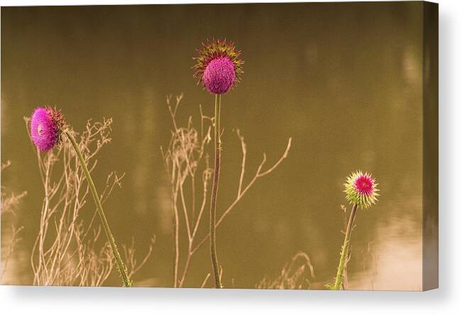 Digital Art Canvas Print featuring the photograph Thistles by Melinda Dreyer