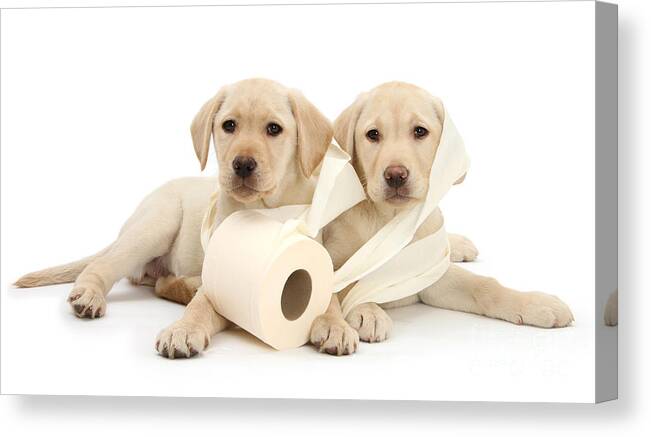 Labrador Retriever Canvas Print featuring the photograph Toilet Humour by Warren Photographic