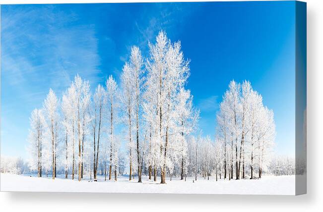 Hoar Frost Canvas Print featuring the photograph Winter Wonderland by Nebojsa Novakovic