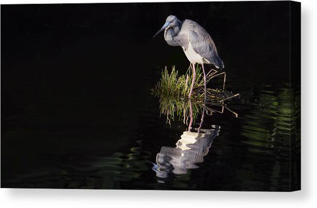 Tricolor Heron Canvas Print featuring the photograph Tricolor Heron Reflection by Don Durfee