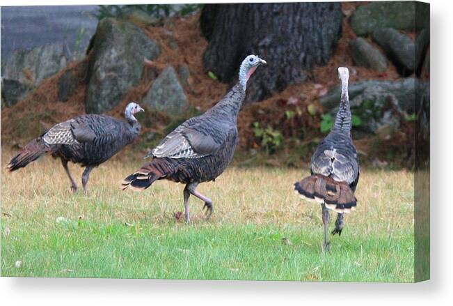 Wild Turkeys Weld Maine Birds Canvas Print featuring the photograph Turkey Trio by Barbara Smith-Baker