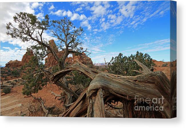 Landscape Canvas Print featuring the photograph Twisted Tree by Mary Haber