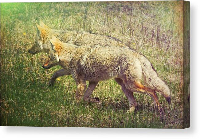 Animal Canvas Print featuring the photograph Two Coyotes by Natalie Rotman Cote