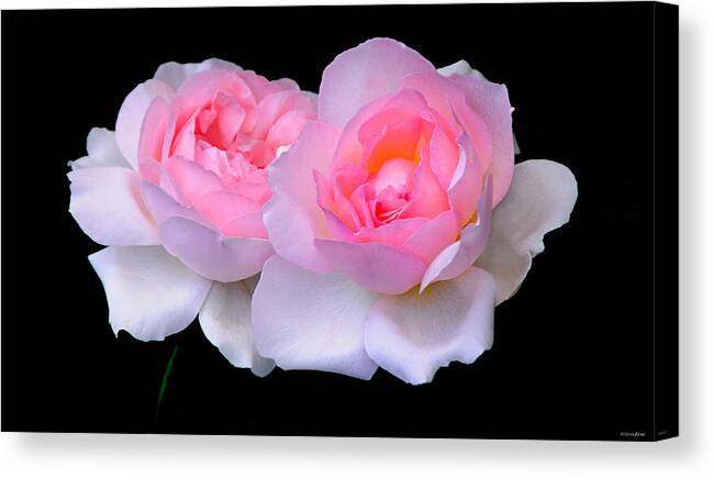 Roses Canvas Print featuring the photograph Two Pink Roses by JoAnn Lense