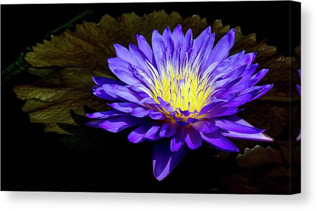 Waterlily Canvas Print featuring the photograph Ultra Violet Tropical Waterlily by Julie Palencia