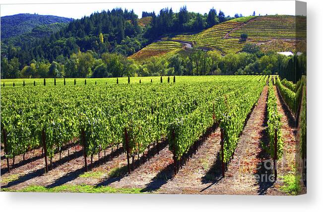 Vineyards Canvas Print featuring the photograph Vineyards in Sonoma County by Charlene Mitchell