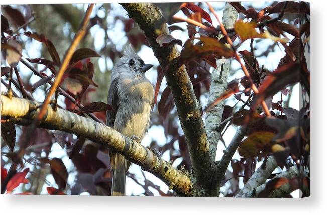 Titmouse Canvas Print featuring the photograph Waiting for Mom by Judy Wanamaker