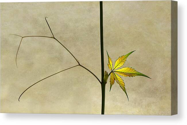 Spring Canvas Print featuring the photograph Wake Up by Jutta Kerber