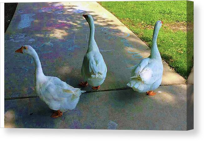 Geese Canvas Print featuring the photograph Walk On The Wildside by Raquel Gregory
