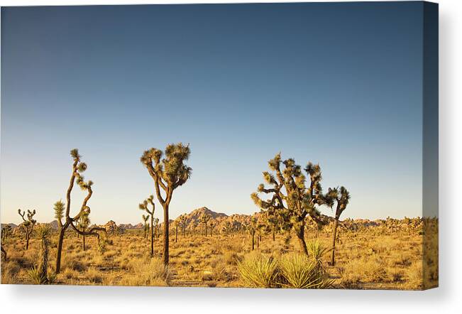 Joshua Tree National Park Canvas Print featuring the photograph We love this sunset by Kunal Mehra