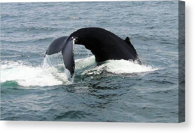 Whales Canvas Print featuring the photograph Whale of a Tail by Charles HALL