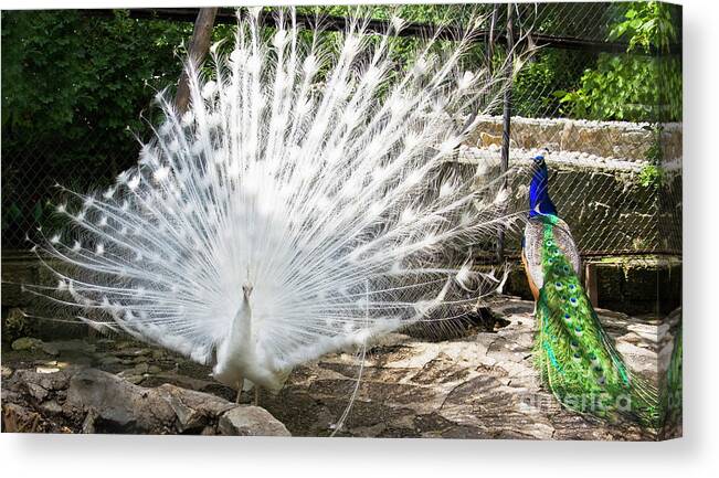 White Canvas Print featuring the photograph White and Indian peafowls - Pavo cristatus by Irina Afonskaya