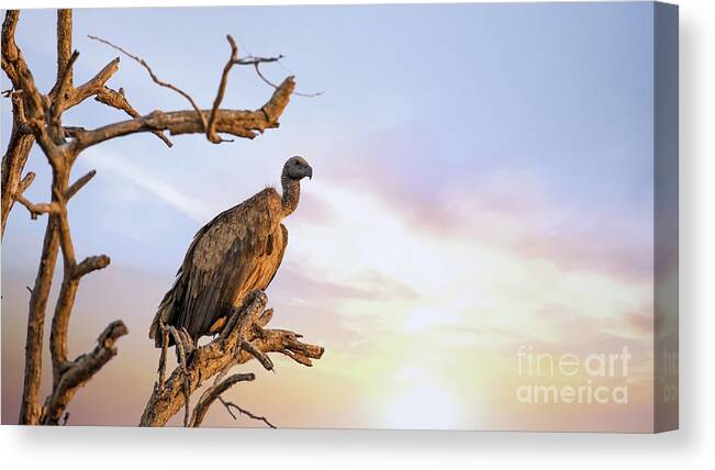 Vulture Canvas Print featuring the photograph White-backed vulture at sunset in Kruger National Park by Jane Rix