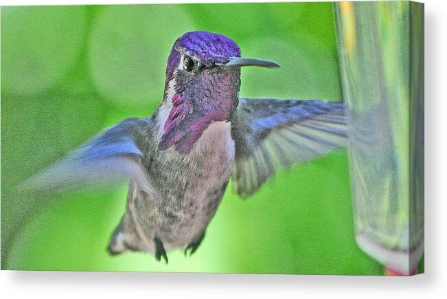 Bird Canvas Print featuring the photograph White Eared Hummingbird In Flight To Feeder by Jay Milo