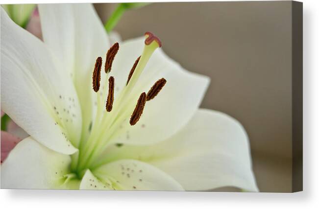 Trinity Canvas Print featuring the photograph White Lily 4 by Elena Perelman