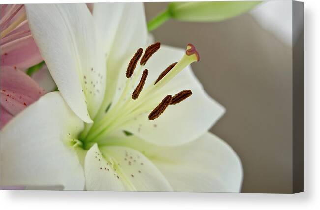 Humility Canvas Print featuring the photograph White Lily 5 by Elena Perelman