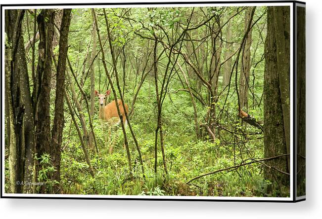 White-tailed Deer Canvas Print featuring the photograph White-tailed Deer in a Pennsylvania Forest by A Macarthur Gurmankin