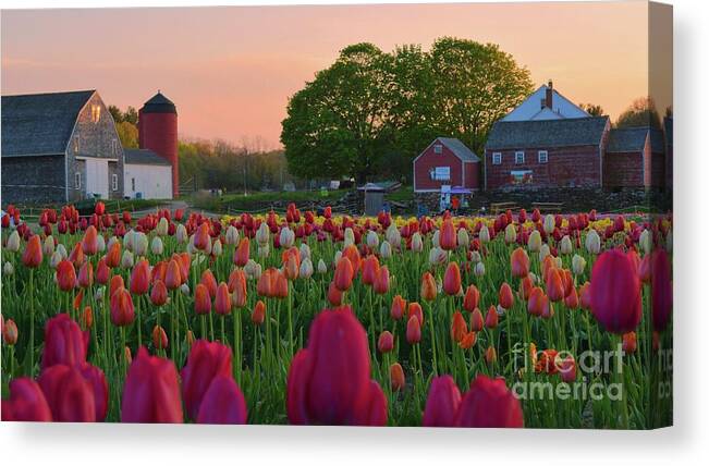 Tulips Canvas Print featuring the photograph Wicked Awesome Tulips 16x9 by Tammie Miller