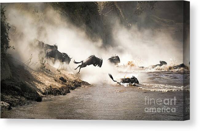 Mara Canvas Print featuring the photograph Wildebeest leap of faith into the Mara River by Jane Rix