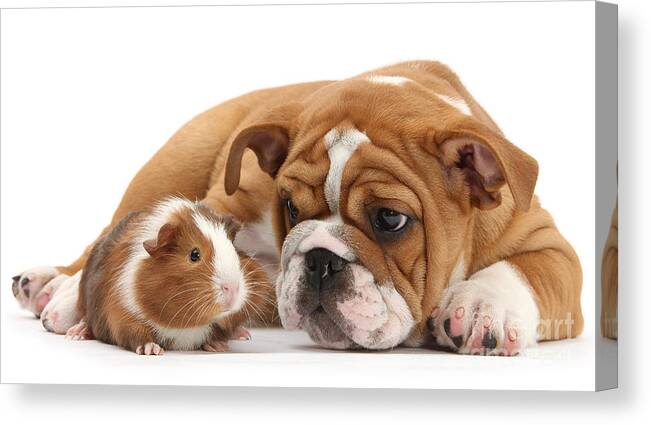 Guinea Pig Canvas Print featuring the photograph Will you be my Friend? by Warren Photographic