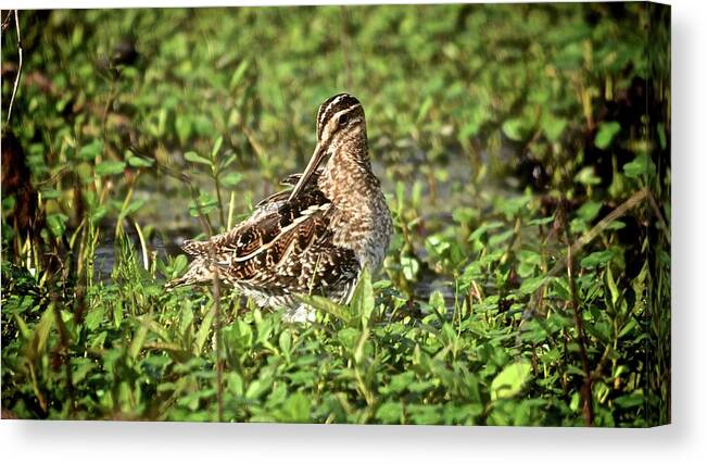 Wetlands Canvas Print featuring the photograph Wilson's Snipe by Carol Bradley
