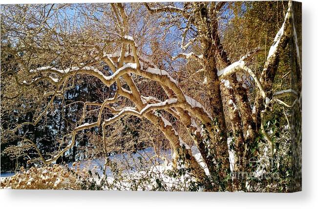 Landscape Canvas Print featuring the photograph Winter Scene by Anita Adams