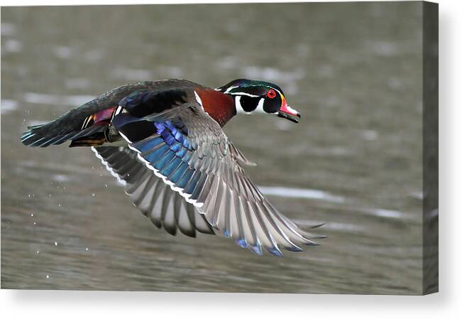 Aix Canvas Print featuring the photograph Wood duck in action by Mircea Costina Photography