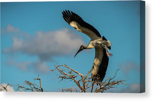 Florida Canvas Print featuring the photograph Woodstork in Flight Delray Beach Florida by Lawrence S Richardson Jr