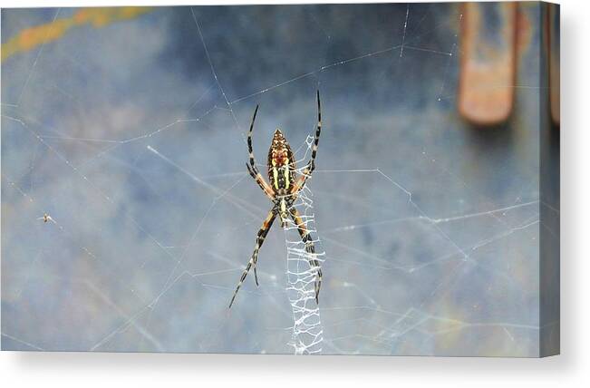 Writing Canvas Print featuring the photograph Writing Spider by Cathy Harper