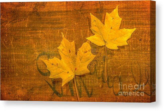 Yellow Leaves On Wood Still Life Canvas Print featuring the photograph Yellow Leaves on Wood Still Life by Randy Steele