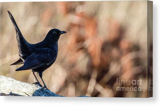 Blackbird Canvas Print featuring the photograph Young Blackbird's Profile by Torbjorn Swenelius