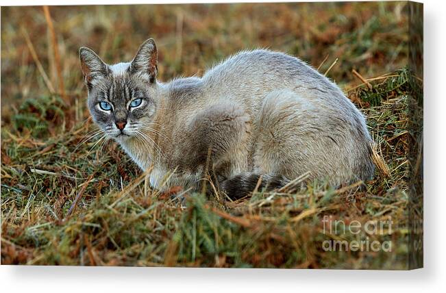 Striped Canvas Print featuring the photograph Blue-eyed Cat Looking into Your Eyes #1 by Pablo Avanzini