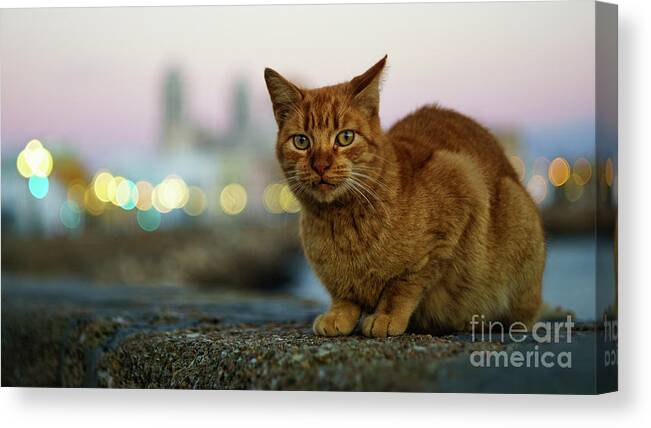 Vacation Canvas Print featuring the photograph Brown Cat and Cathedral by the Sea Cadiz Spain #1 by Pablo Avanzini