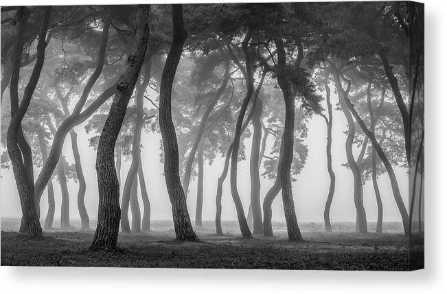 Fog Canvas Print featuring the photograph Foggy Morning #1 by Tiger Seo