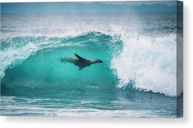 Animals Canvas Print featuring the photograph Galapagos Sea Lion Surfing #1 by Tui De Roy