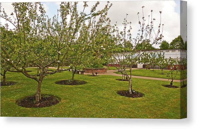 Chorley Canvas Print featuring the photograph 11/05/19 CHORLEY. Astley Hall. Walled Garden. The Orchard. by Lachlan Main