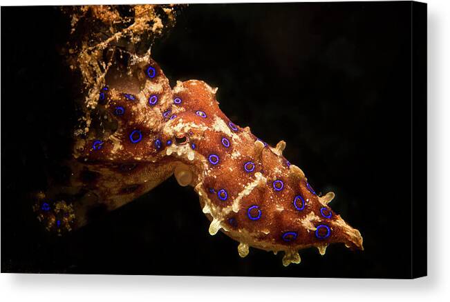 Indonesia Canvas Print featuring the photograph Blue-ringed Octopus Hapalochlaena #2 by Beth Watson