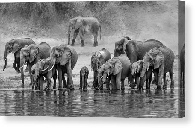 Elephant Canvas Print featuring the photograph Elephant Family #2 by Jun Zuo