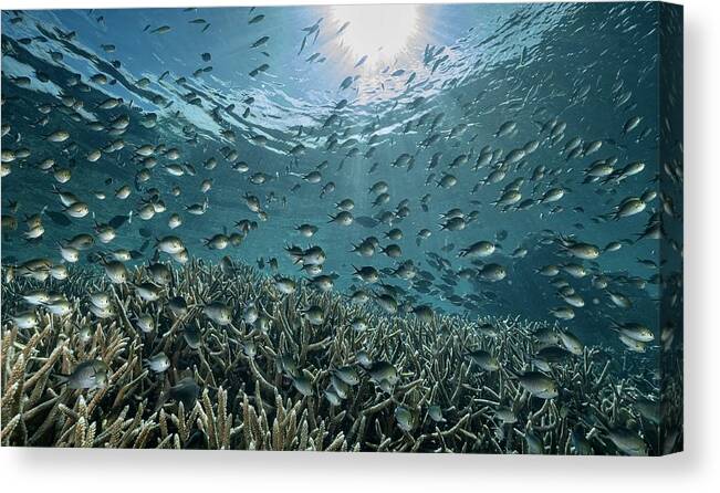  Canvas Print featuring the photograph The Reef #4 by Serge Melesan