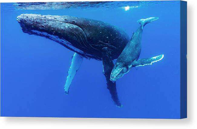 Tonga Canvas Print featuring the photograph Humpback Whale Megaptera Novaeangliae #5 by Bruce Shafer