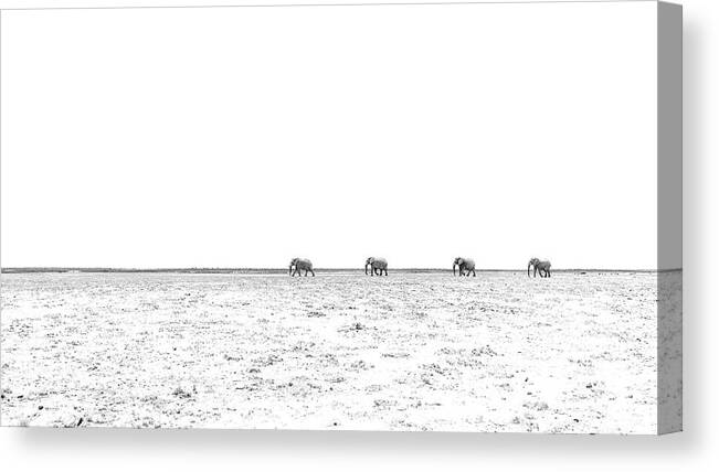 Elephant Canvas Print featuring the photograph A Long Dusty Road by Hamish Mitchell