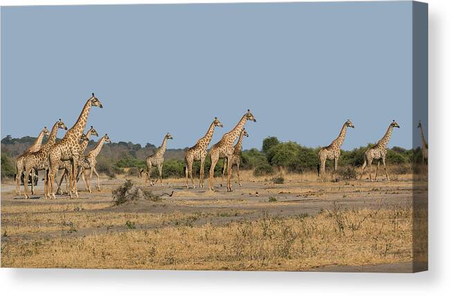Giraffe Canvas Print featuring the photograph Alerted Giraffes by Claudio Maioli