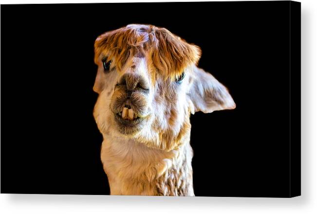 Alpaca Canvas Print featuring the photograph Alpaca What by Jonny D