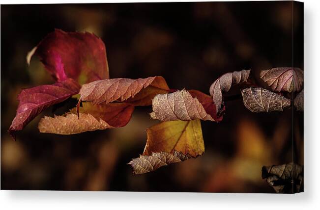 Leave Canvas Print featuring the photograph Autumn Curls by Glenn DiPaola